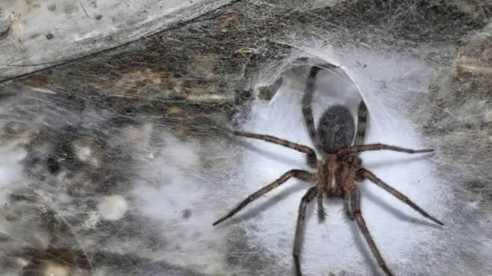 World’s Largest Spider Web: 1,11,000 Spiders In One Place, Spans Half The Size Of Tennis Court