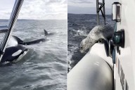 Seal Escapes Killer Whales by Leaping onto Boat in Dramatic Footage