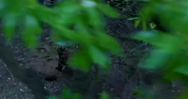 Así es el lugar donde encontraron el cuerpo de Débora Damaris Bulacio