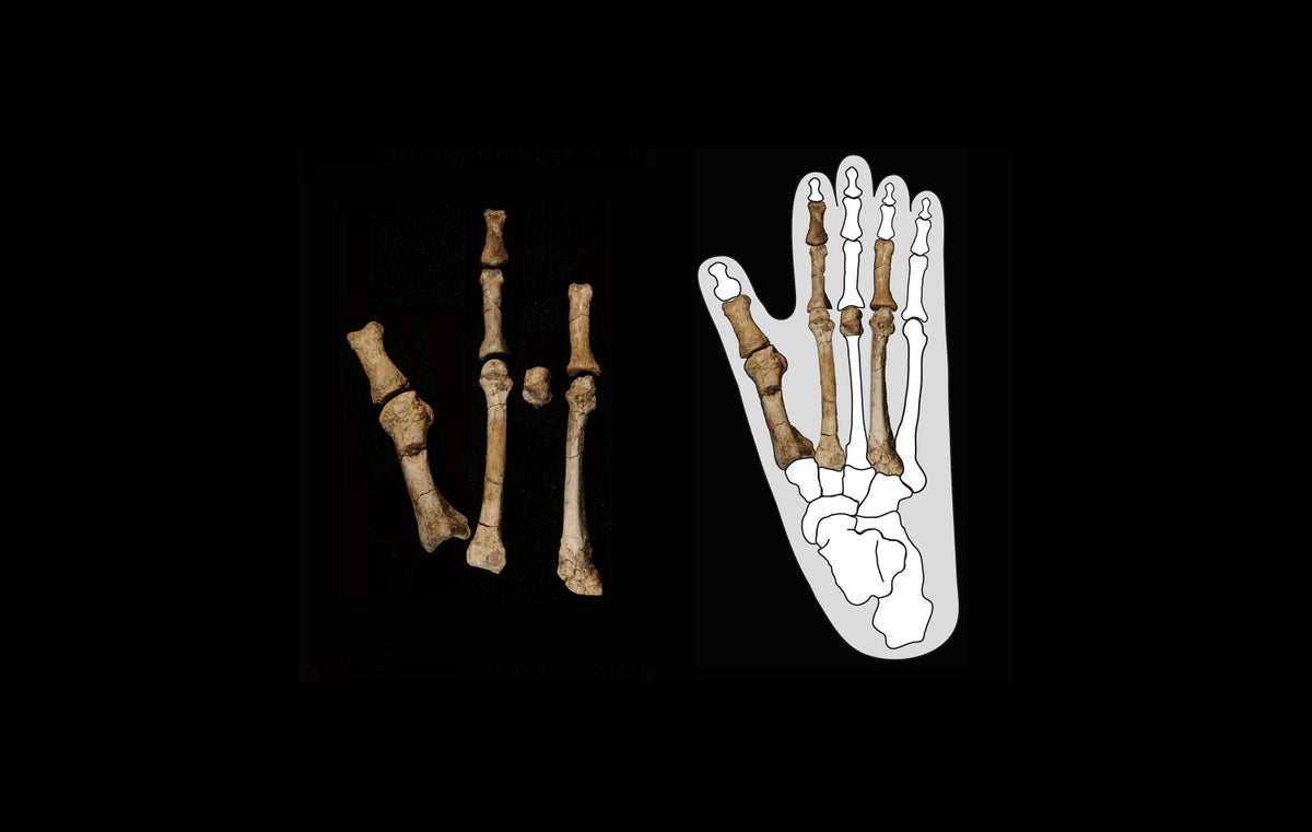 Mysterious Fossil Foot Belonged to Ancient Human that Lived Alongside ‘Lucy’