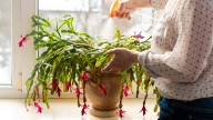 12 Tips & Tricks To Ensure Your Christmas Cactus Blooms