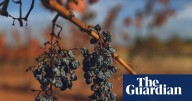 French winemakers ‘battle for survival’ as minister prepares for crisis talks