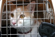 New York to ban online pet contracts that allow repossession of dogs and cats