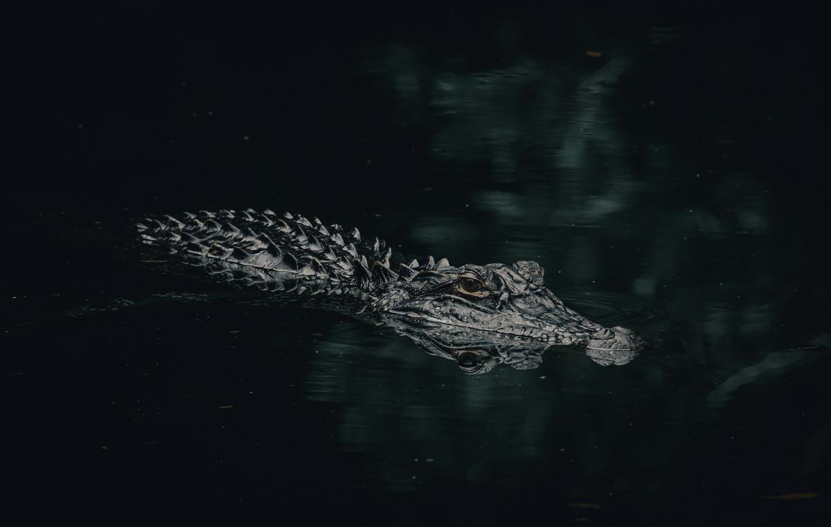 Large Alligator Spotted Swimming on Popular Texas Beach