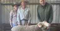 Pomanara superfine Merino ram sale 2025