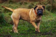 15 Bold Dog Breeds That Never Back Down From Challenges