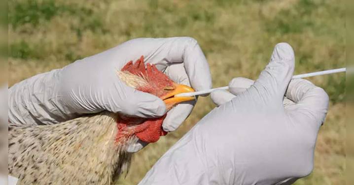 Preliminary case of bird flu in Washington state would be U.S.'s first in 9 months