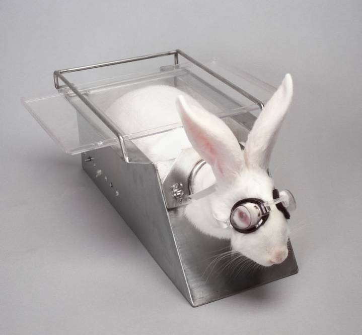 A ban on animal testing is long overdue