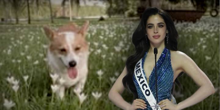 El conmovedor detalle que Fátima Bosch incluyó en su banda de Miss Universo en honor a su mascota Rocco