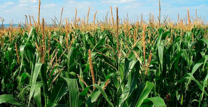 Productores de maíz no bajan la guardia; exigen a industriales un precio base justo