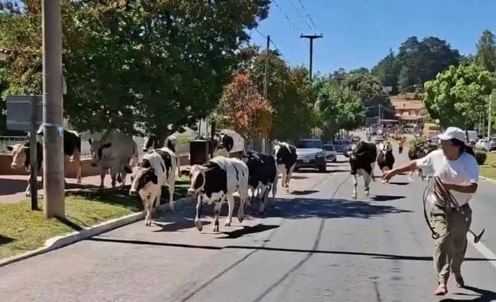Volcó un camión y más de 20 vacas quedaron descontroladas en una ciudad de Córdoba