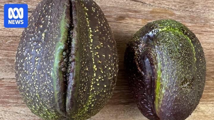 Manjimup avocado growers celebrate abundance of 'unusual' avocados