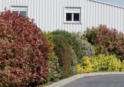 Cinco plantas ideales para usar como cerco y crear fronteras naturales que den privacidad