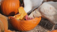 These chickens love pumpkins