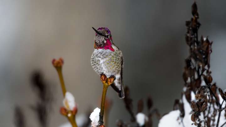 The Low-Maintenance Shrub That Keeps Hummingbirds Visiting In Snowy Weather
