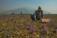 Saffron on the Edge: Pampore Growers Report 90% Decline