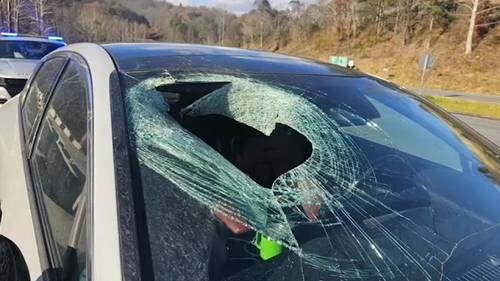 Bald eagle drops cat through driver's windshield on North Carolina highway