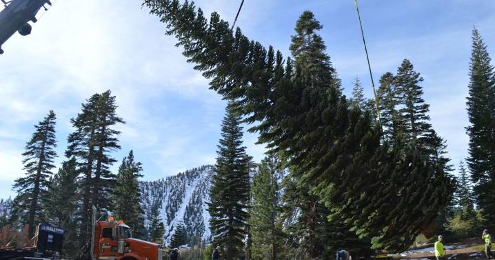 United States Capitol Christmas tree to make stop in Flagstaff Nov. 7