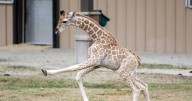 Zoosiana welcomes baby giraffe, Cabrini