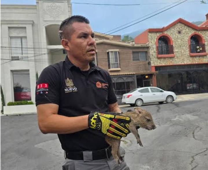 Rescatan a cría de pecarí de alcantarilla en Nuevo León