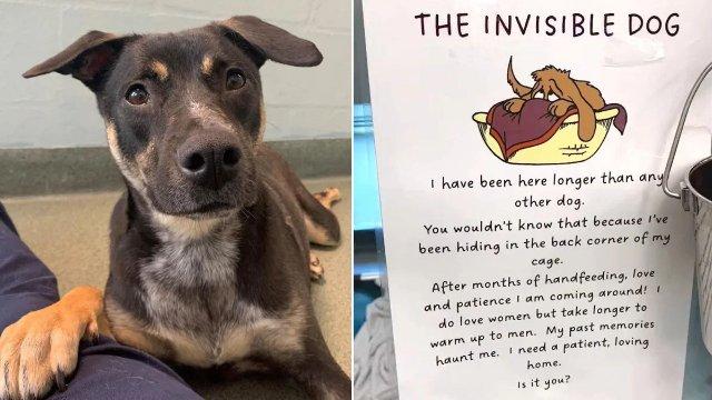 ‘Invisible Dog’ Finds Love After Months Of Being Overlooked At Florida Shelter