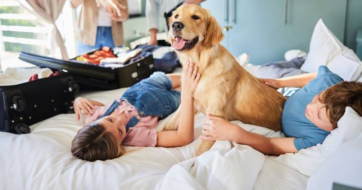 Five family-friendly dog breeds that aren't just Labradors or golden retrievers