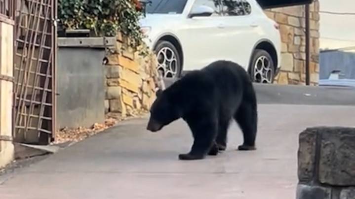 'Irresponsible behavior;' TWRA reacts to viral video of bear in Gatlinburg