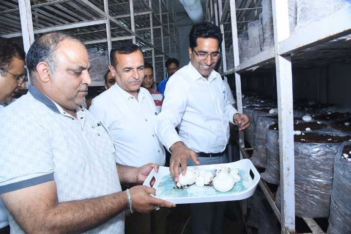 Picking of Button Mushroom inaugurated at DCTC, Krishi Bhawan Talab Tillo