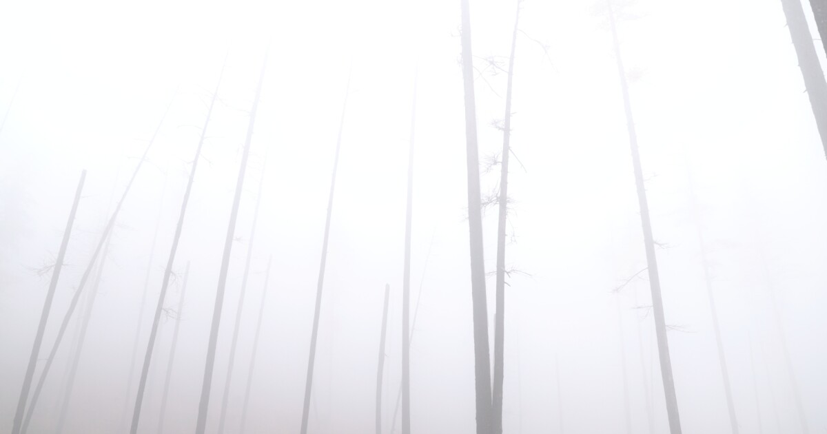 MT Forest Consultants, property owners, work to recover after Lolo wildfire