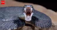 How snakes strike in under 100 milliseconds: Inside the speed, precision and mechanics of their attacks