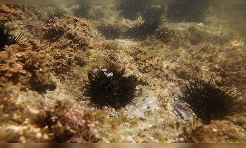 Sea urchin’s nervous system can act like a brain, scientists say