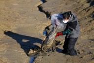 Major bird flu outbreak after 10,000 cranes drop dead and infect entire flock of chickens