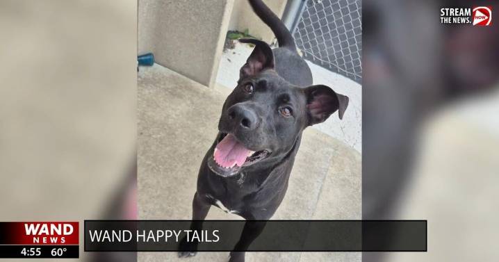 WAND's Happy Tails featuring Carl and Zayn