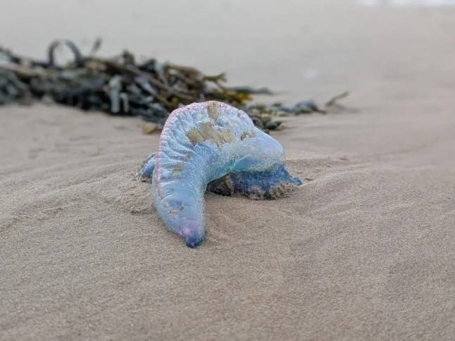 Urgent warning as deadly sea creature washes up on UK beach