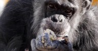 AI thinks it’s smart; chimps may beg to differ
