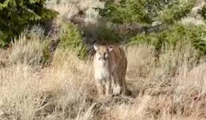 F&G wildlife technician films mountain lion encounter in Owyhees