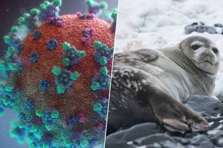 La gripe aviar H5N1 desata una masacre en la Antártida: la mitad de las focas hembras han desaparecido ya