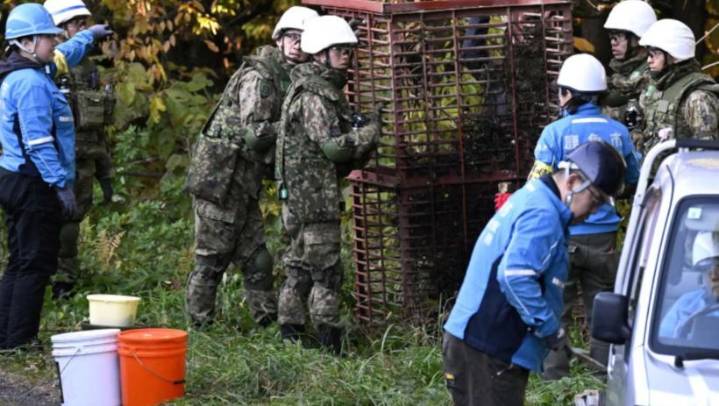 Japón despliega tropas ante una ola de ataques de osos que dejó 12 muertos y más de 100 heridos