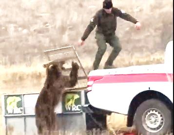 Viral video: Ranger frees angry bear; what happens next will leave you stunned!