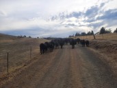US ranchers whiplashed by Trump’s beef policies