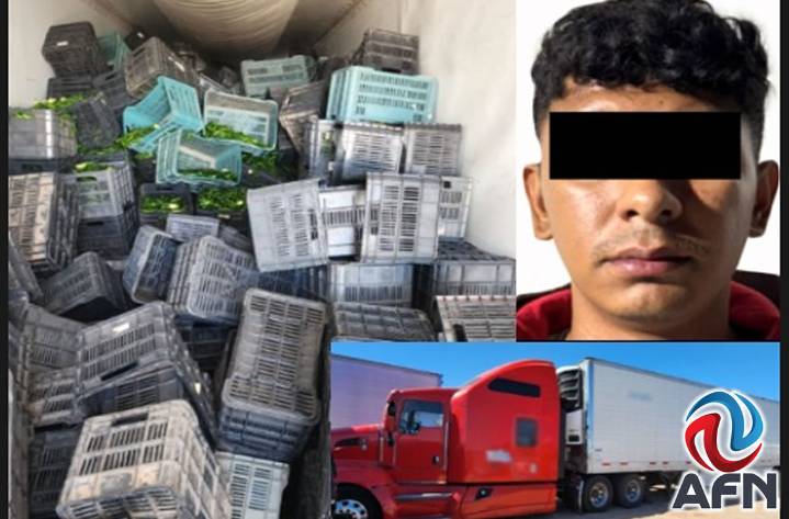 Llevaba drogas ocultas entre productos agrícolas en tráiler refrigerado