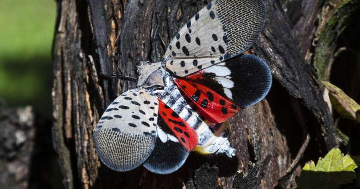 State finishes spotted lanternfly tracking efforts, confirms population in new county
