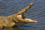 Crocodile Kills 26-Year-Old Man in Likoma
