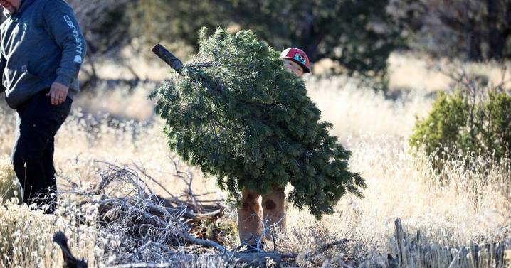 Kaibab National Forest offering Christmas tree permits