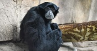 Virginia Zoo mourns loss of 21
