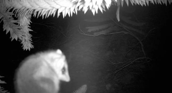 Registraron un Monito de Monte en Caviahue: por qué su hallazgo entusiasma a los ambientalistas