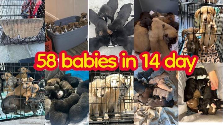 Pet rescue in Walker urgently asks for help with puppy surplus