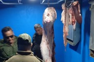 Secuestro: Allanan vivienda con cueros y retiran 150 kg de carne no apto para el consumo