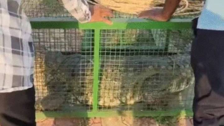 10-feet long crocodile rescued from Gujarat’s Varnama village