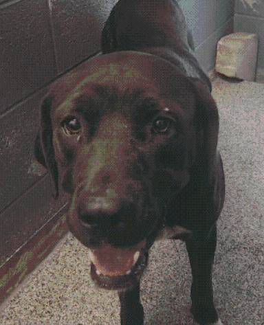 Dog in Shawnee rescued after getting head stuck in container